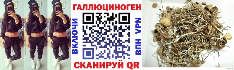 Галлюциногенные грибы Psilocybe  продажа наркотиков  Щигры 